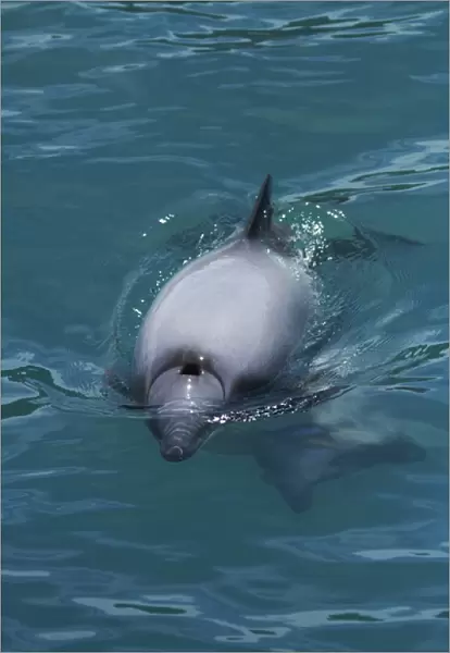 Hectors dolphin (Cephalorhynchus hectori), Akaroa Harbour, Banks Peninsula, Canterbury