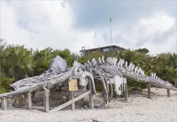 Bahamas, Exuma Island. Sperm whale bones on display