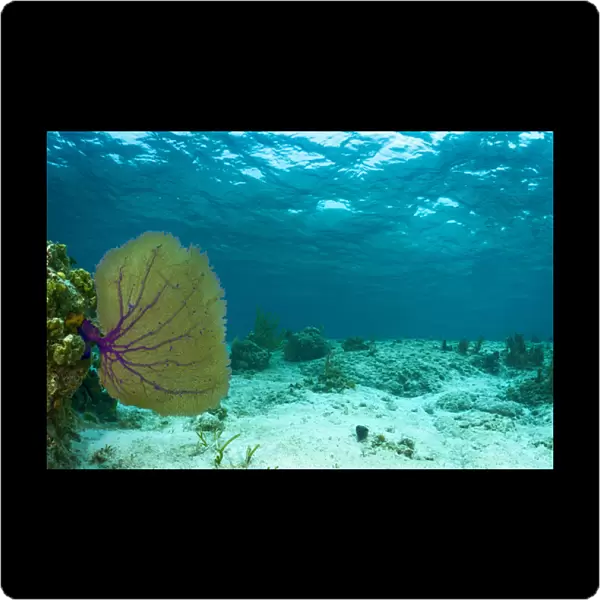 Underwater photograph of a purple sea fan near Staniel Cay, Exuma, Bahamas