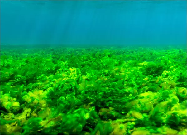 Seabottom covered with Green Algae, St. Vincent and the Grenadines