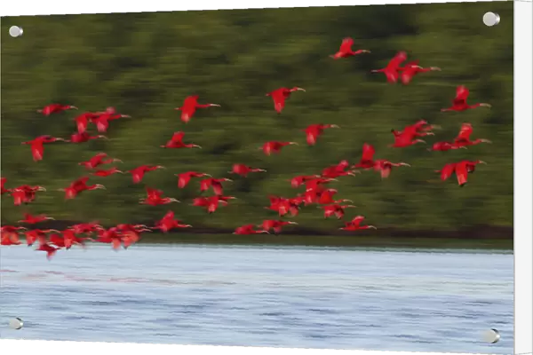 Scarlet Ibis Flying to Evening Roost