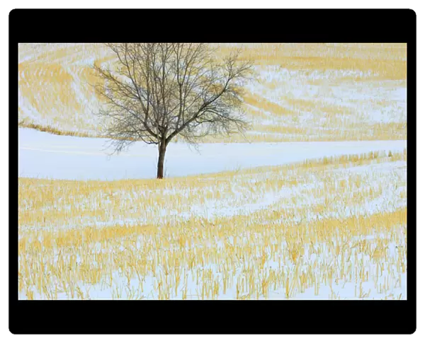 Canada, Alberta, Spruce Grove. Lone tree in snow-covered field