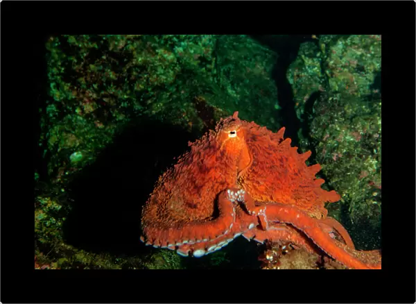 Giant Pacific Octopus Portrait off Vancouver Island, B. C