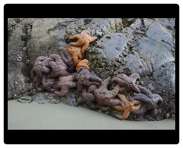 North America, Canada, British Columbia, Vancouver Island. Sea stars on the rocks at Tonquin Beach
