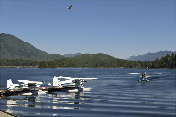 Vancouver Island, Tofino. Seaplanes with seagull flying overhead