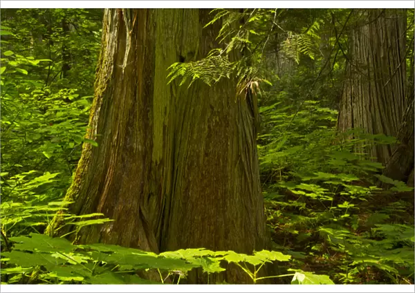 Old cedars, Hemlock Grove, Glacier National Park, British Columbia, Canada