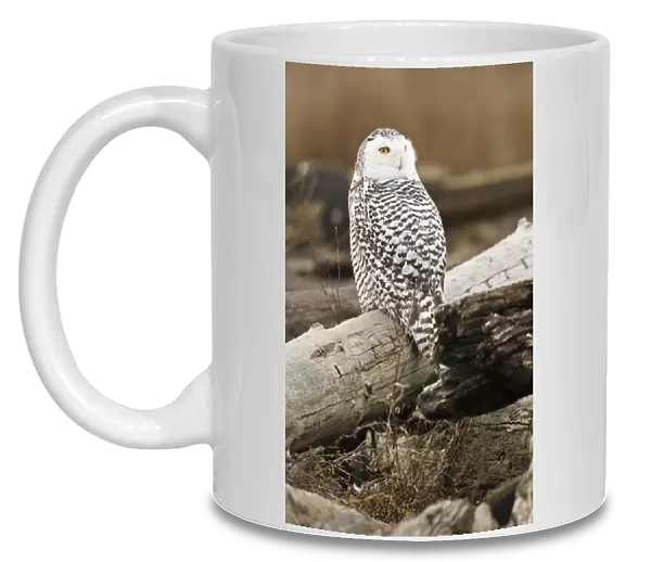 Canada, British Columbia, Boundary Bay, Snowy Owl (Nyctea scandiaca)