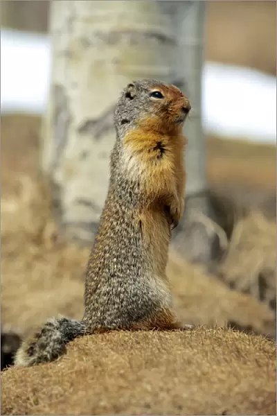 Columbia Ground Squirrel (Urocitellus columbianus) in early spring