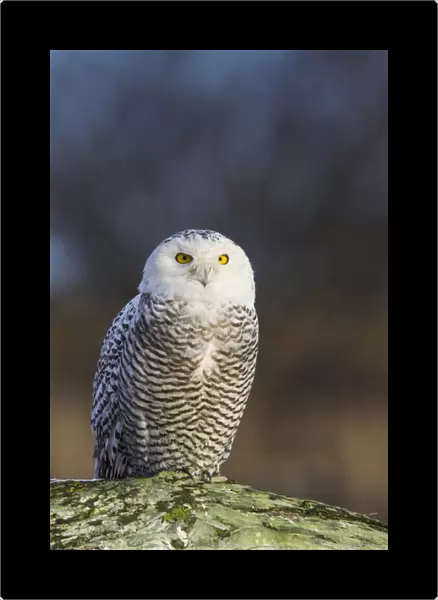 North America; Canada; British Columbia; Snowy Owl Waiting for Prey