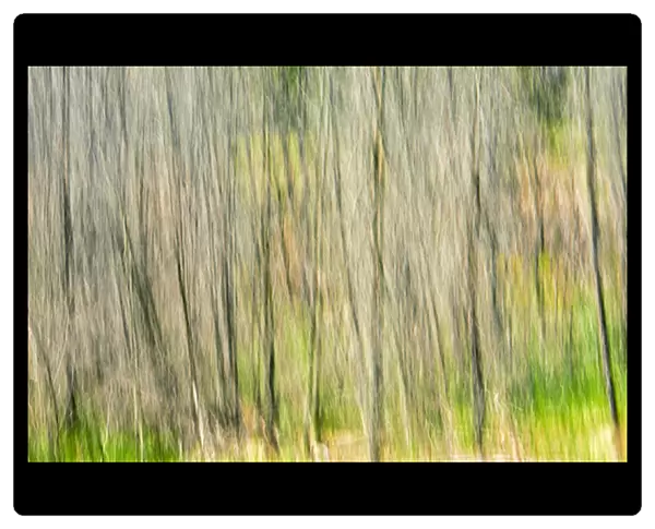 Canada, Manitoba. Abstract of trees in Nopiming Provincial Park