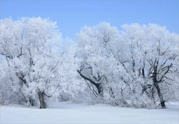 Canada, Manitoba, Hazelridge. Hoarfrost-covered trees