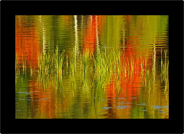 Canada, Ontario, Baysville. Cattails and autumn-colored trees reflected in lake. Credit as