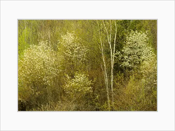 Canada, Ontario, Utterson. Serviceberry or saskatoon shrub in spring foliage. Credit as