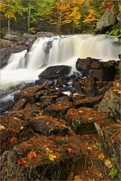 Canada, Ontario, Emsdale. Maple leaves on rocks next to Magnetewan River. Credit as