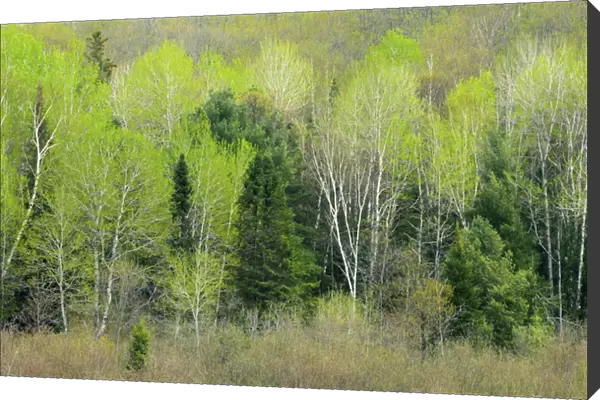 Canada, Ontario, Utterson. Trees at edge of forest in spring