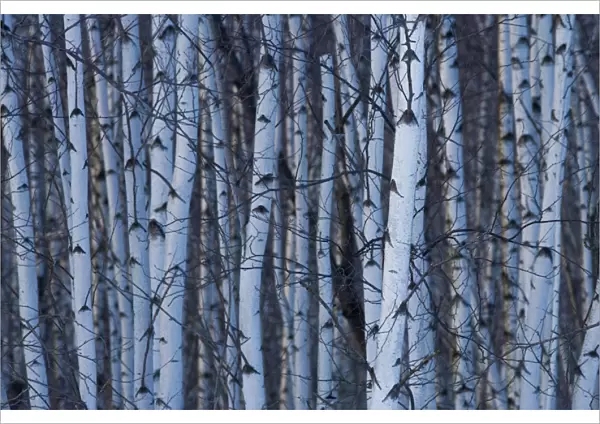 Canada, Quebec, Yamaska National Park. Gray birch forest