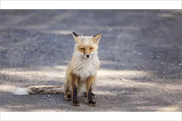 Yukon, Johnsons Crossing, Canada. Habituated Red Fox in the RV campground