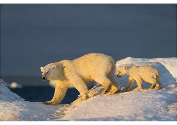 Canada, Nunavut Territory, Repulse Bay, Polar Bear Cub (Ursus maritimus) walking