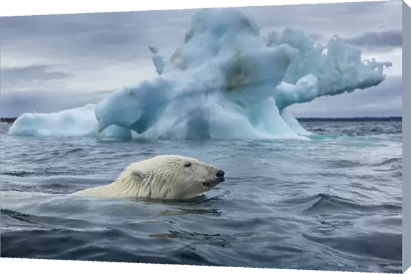 Canada, Nunavut Territory, Repulse Bay, Polar Bear (Ursus maritimus) swimming past