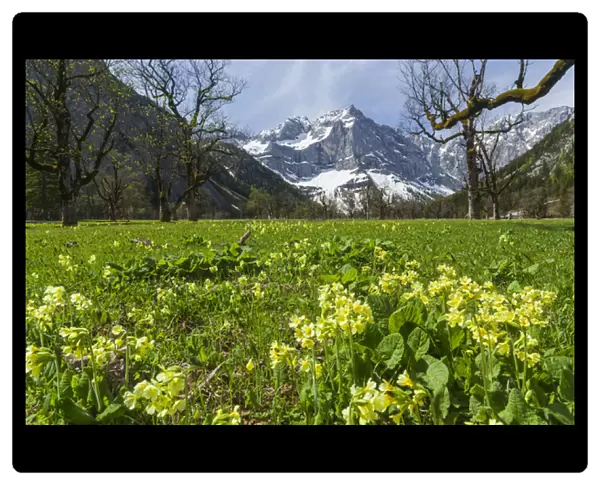 Cowslip (primula Veris) in Eng valley, Karwendel mountain range in austria, with