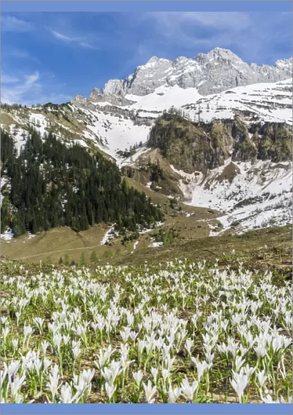 Spring Crocus (Crocus vernus) in the austrian alps in the Eng valley
