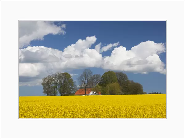 Denmark, Jutland, Odum, rapeseed field, springtime