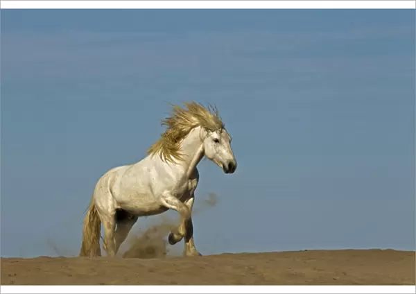 Camargue horse running over beach dune at sunrise, Camargue region of southern, France