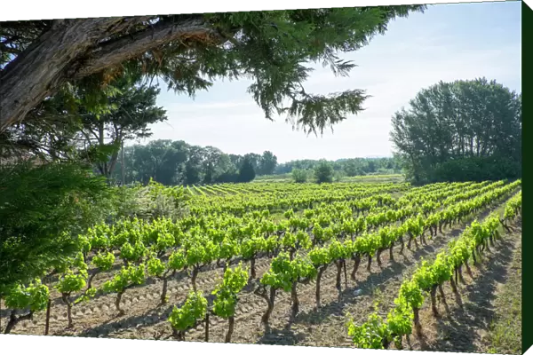 France, St. Remy, countryside vineyards. Luberon