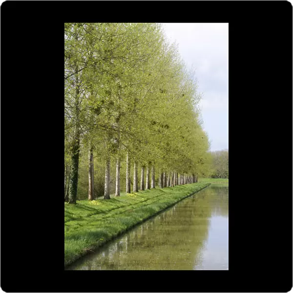 Europe, France, Burgundy, Nievre. Spring trees on the bank of the Nivernais Canal