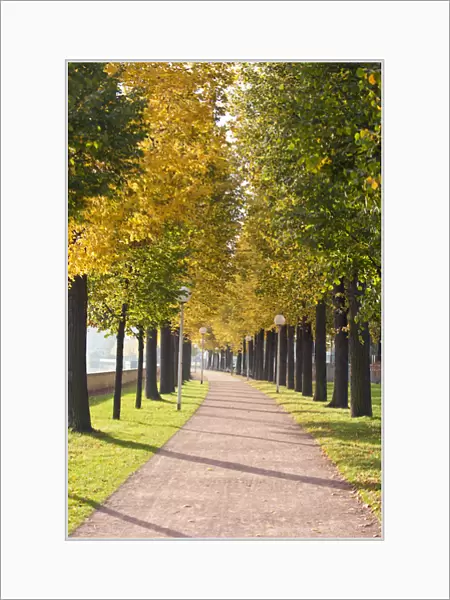 Treelined pathway along Elbe River Dresden, Germany