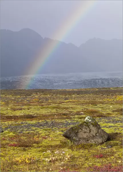 Rainbow over tundra with wild flowers, Iceland