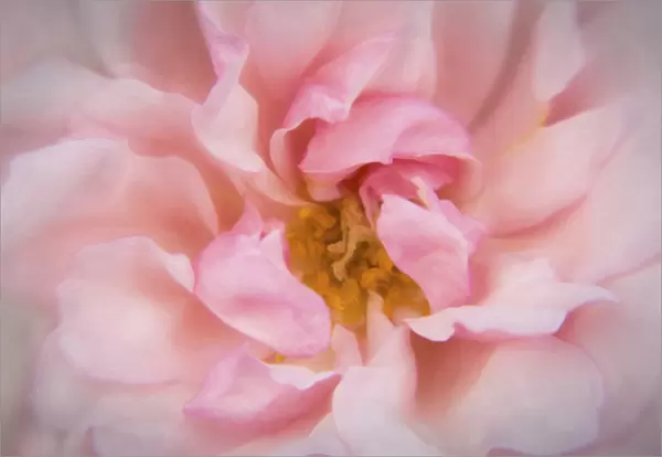 Europe, Ireland. Detail of pink rose. Credit as: Kathleen Clemons  /  Jaynes Gallery  /  DanitaDelimont