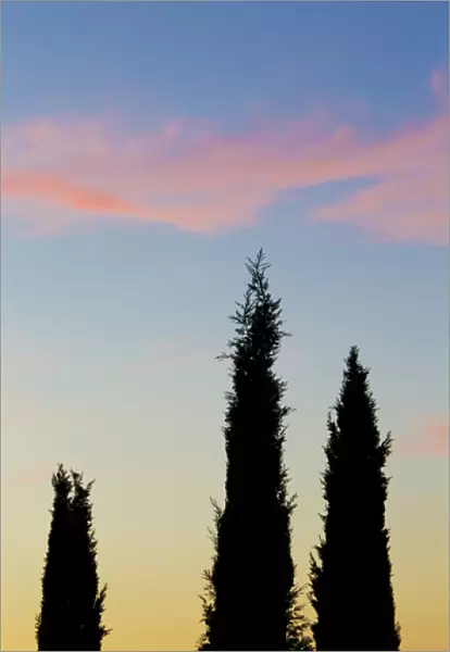 Italy, Orvieto. Cypress trees and cloud at sunset