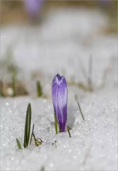 Spring Crocus (Crocus vernus) in the south tyrolian alps are the harbinger of spring