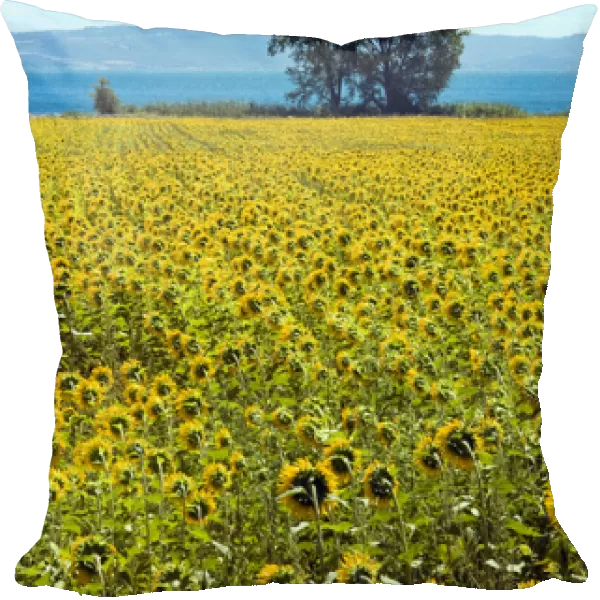 Field of sunflowers, Lake of Bolsena, Bolsena, Viterbo Province, Latium, Italy