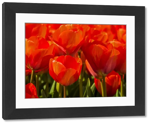 Europe; Netherlands; Nord Holland; Red Tulips in Mass