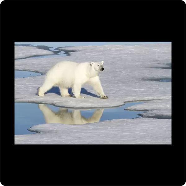 Europe, Norway, Svalbard. Polar bear reflected in melt pool as it walks across the ice