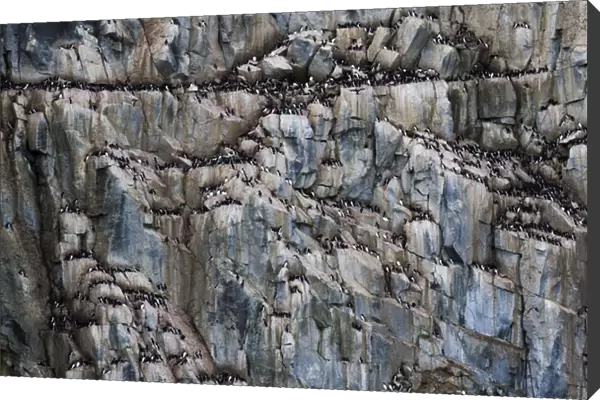 Europe, Norway, Svalbard. View of Alkefjellet cliff bird colony
