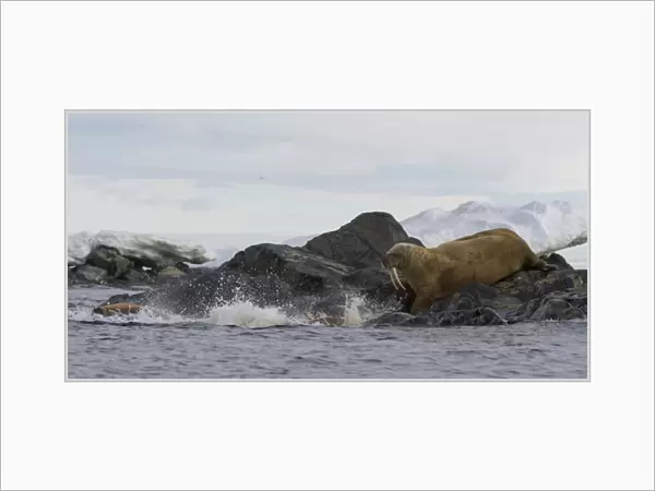 Europe, Norway, Svalbard. Walruses moving from rocks into water