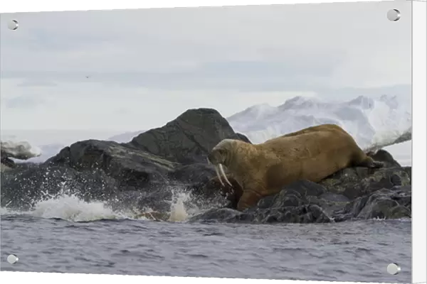 Europe, Norway, Svalbard. Walruses moving from rocks into water