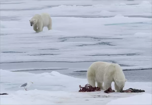 Europe, Norway, Svalbard. Polar bears and seal carcass on sea ice