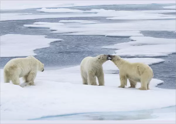 Europe, Norway, Svalbard. Two polar bears on sea ice mouthing each other while a