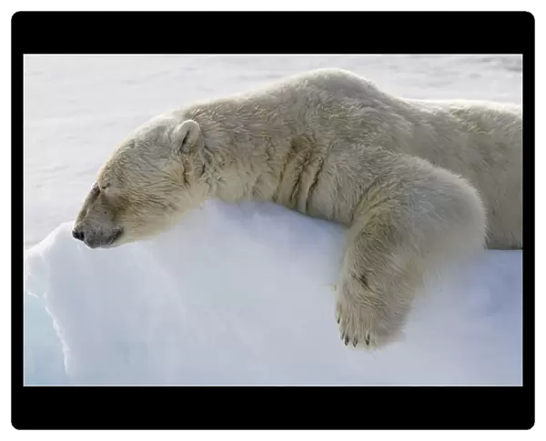 Europe, Norway, Svalbard. Polar bear lying asleep on ice ridge