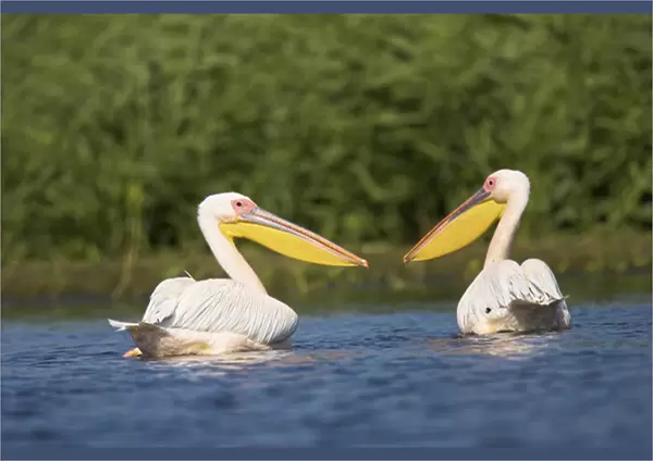 Great White Pelican (Pelecanus onocrotalus) in the Danube Delta. Europe, Eastern Europe