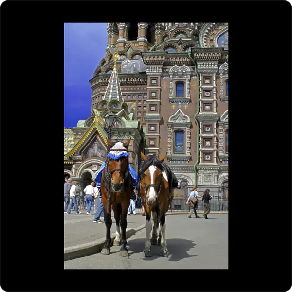Europe, Russia, St. Petersburg. Horses outside the Church of the Spilled Blood