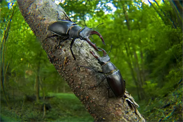 Stag beetles (Lucanus cervus) fighting in a tree, Switzerland