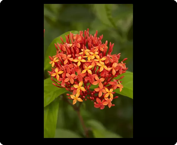 Tropical flower, Coral Coast, Viti Levu, Fiji, South Pacific