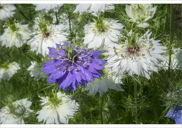 Love-in-a-mist flowers, USA