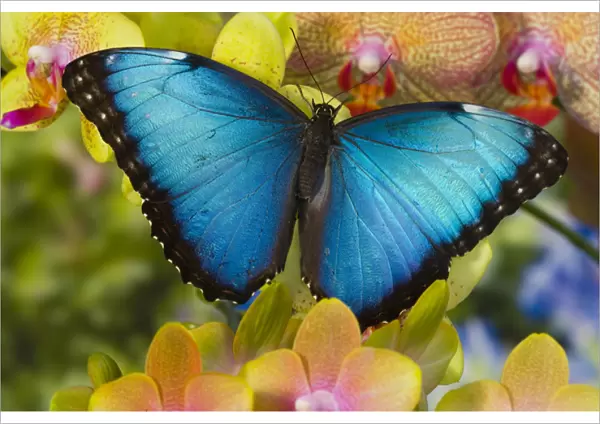 Blue Morpho Butterfly, Morpho peleides, on Orchid