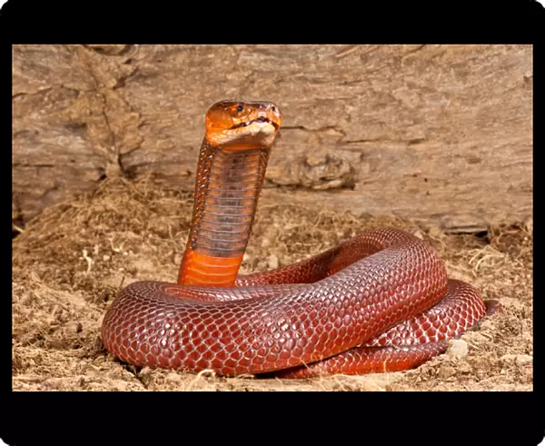 Red Spitting Cobra, Naja mossambica pallida, Native to Eastern Africa